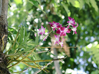 Obraz premium Orchid flowers attached to the city park tree