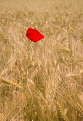 solitair poppy in cornfield