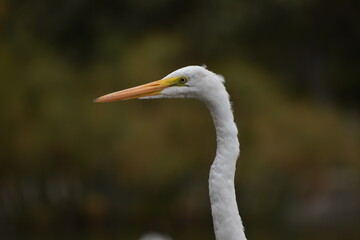 Profile shot of white heron in the wild
