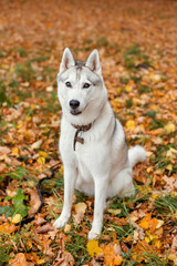 Siberian Husky sitting on the background of fallen autumn leaves