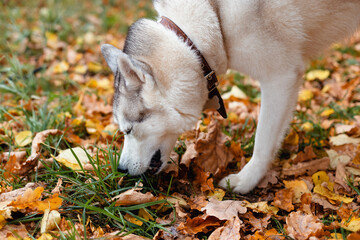 Siberian husky sniffing autumn leaves in the forest