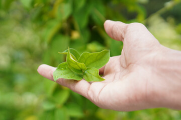 Gymnema Sylvestre Medicinal Plant Leaves. This plant is a good medicine for diabetes.Common names include gymnema, Australian cowplant and Gurmar.