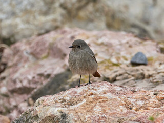 Black redstart, Phoenicurus ochruros, in the Carraixet ravine, Valencia, Spain