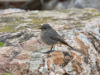 Black redstart, Phoenicurus ochruros, in the Carraixet ravine, Valencia, Spain