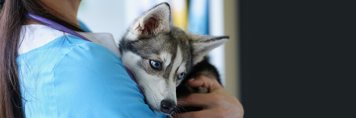 Husky puppy in the arms of a female doctor, close-up