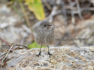 Black redstart, Phoenicurus ochruros, in the Carraixet ravine, Valencia, Spain
