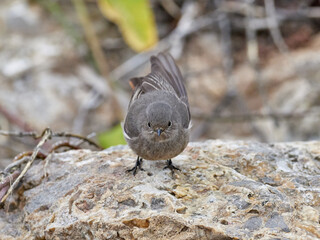 Black redstart, Phoenicurus ochruros, in the Carraixet ravine, Valencia, Spain