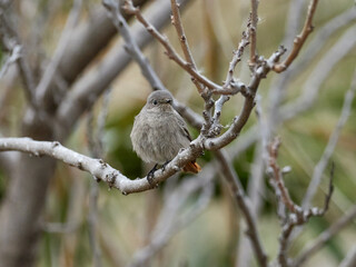 Black redstart, Phoenicurus ochruros, in the Carraixet ravine, Valencia, Spain