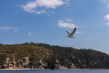 White seagull flying along the coastline of peninsula Athos, Chalkidiki, Central Macedonia, Greece, Europe. View on holy Eastern Orthodox terrain of Mount Athos (Again Oros). Freedom bird blue sky