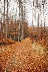 Jesienna ścieżka w lesie - obrazy, fototapety, plakaty