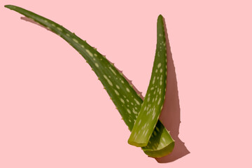 Aloe flower leaves on a pink background. Close-up. medicinal flower.