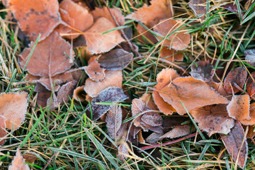 Frost on fallen leaves in late autumn or early winter, frost on grass at first frost - cold season concept