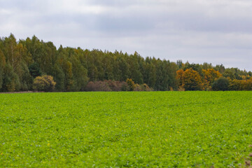 Forest and farmland on a cloudy autumn day, Autumn.