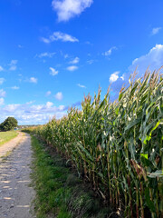 Cornfield and blue sky. Young green corn grows on the field in summer. Young corn plants near the road. Corn is grown in farmland,