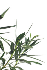Nerium oleander leaves isolated on white background.