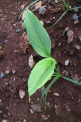 Turmeric plant shoots with green leaves