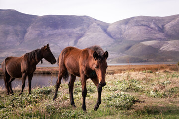 Obraz premium Mother horse with foal in the mountains of Albania