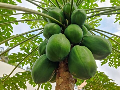 Bunch of papaya on the tree