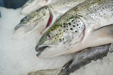 raw tuna fish on ice close up 