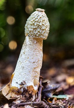 Close-up side view of a common stinkhorn