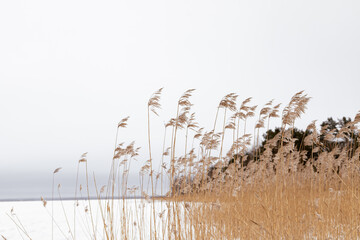 Winter lake landscape with frozen trees and reeds. Hoarfrost and snowy background. Plants covered with snow and ice. Frosty dried pampas grass and.dry fluffy reeds - obrazy, fototapety, plakaty