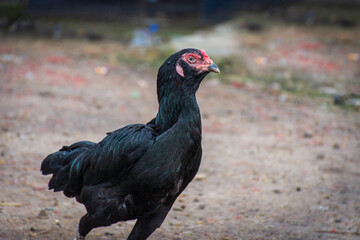 Portrait of a free range black hen standing on the ground