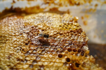 Layers of honeycomb stacked on top of each other and a bee.