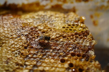 Layers of honeycomb stacked on top of each other and a bee.