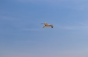 White seagull flying along the coastline of peninsula Athos, Chalkidiki, Central Macedonia, Greece, Europe. View on holy Eastern Orthodox terrain of Mount Athos (Again Oros). Freedom bird blue sky
