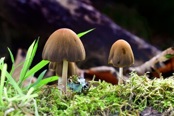 Autumn Fruiting Fungi