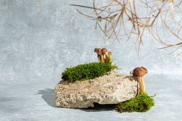 natural style. stone, mushroom and twig leaves. Still life for products presentation