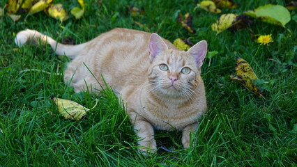 ginger cat in the grass