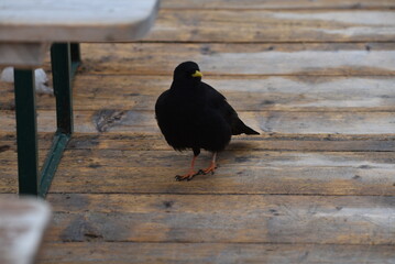 Alpendohle auf der Zugspitze
