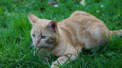 Naklejka na ściany i meble ginger cat in the grass