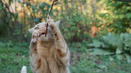 ginger cat hunting a stick