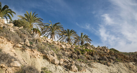 Palm trees on the shoreline north of Paphos, Cyprus at sunset