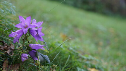 purple bellflower