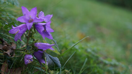 purple bellflower