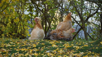 three chickens looking into the camera