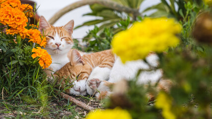 zwei Katzen kuscheln neben orangen und gelben Blumen