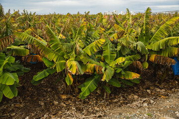Bananenplantage auf Zypern im Winter