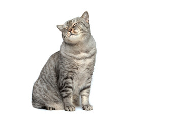 A Scottish cat isolated on a white background sits with a contented face and eyes closed