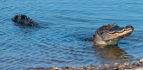 smug alligator