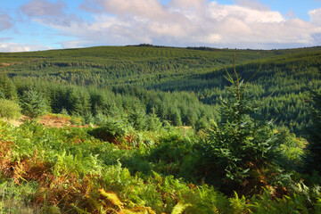 Landscape image of Kielder Forest on a Sunny Day, Northumberland, England, UK.