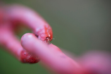 macro shooting chain two links