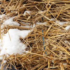 Haystack lies covered with snow in winter, because they did not have time to remove it to shelter