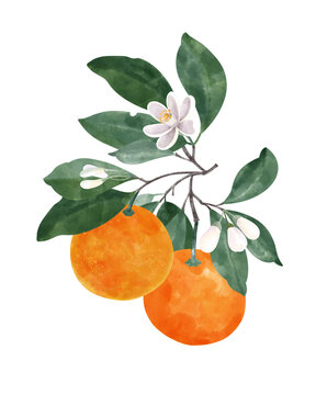 Mandarin fruits with leaves and flowers on tree branch. ripe mandarin fruit with green leaves
