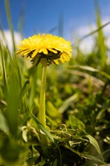 Vertical shot of a common dandelion flower found in the wilderness