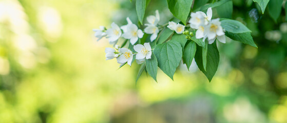 white flowers among greenery