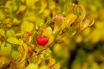 Suriname cherry on the branch of a tree